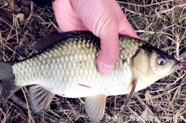 接二连三|冬天钓鱼很难这几种霸气钓法,板鲫接二连三,上个不停