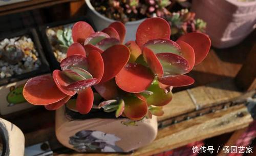  叶子|养多肉唐印，种在大盆里，长得快茎秆壮，叶子像把红扇子！