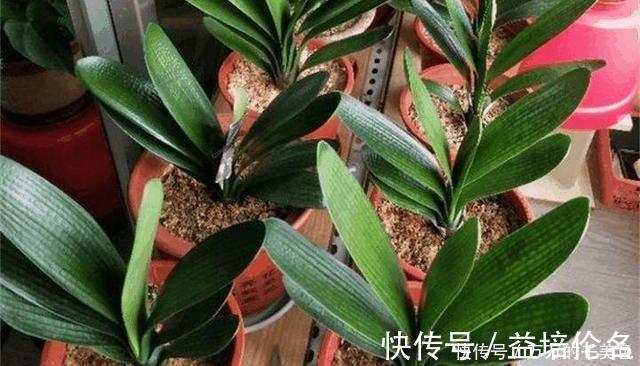 高手养君子兰，1片叶子长1株，蘸点它2周窜白根，3年养200棵