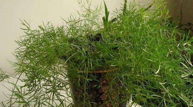 文竹|有“3种植物”,长得像文竹,但比文竹更油绿,养在家里面美爆了