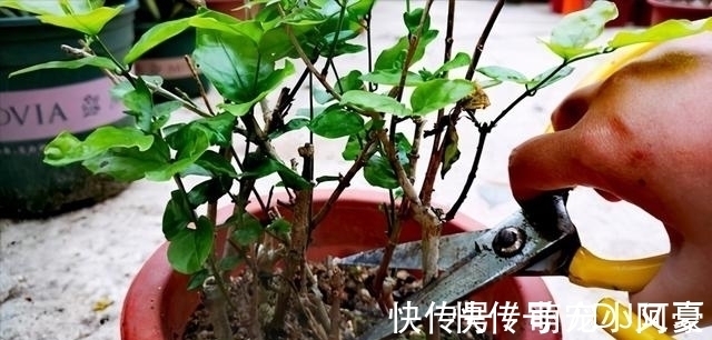 茉莉花|花市上的茉莉“满头花苞”,花香浓,原来是“这样”养出来的