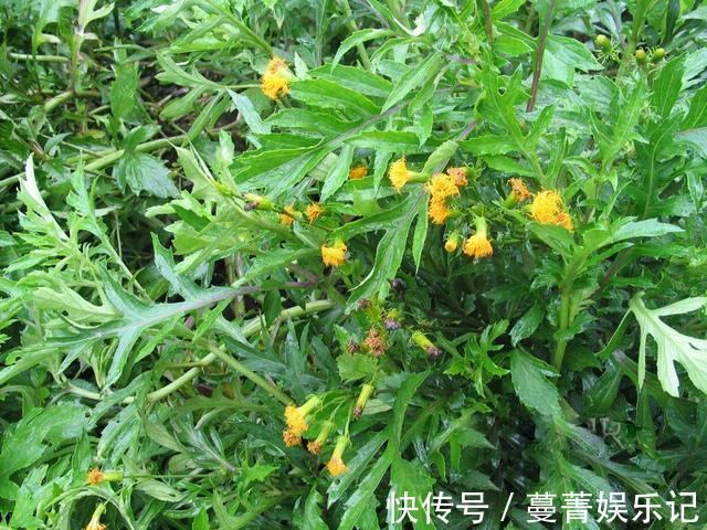 遇见|农村野草类似三七,却有点像菊花,有很多作用,遇见好好珍惜!