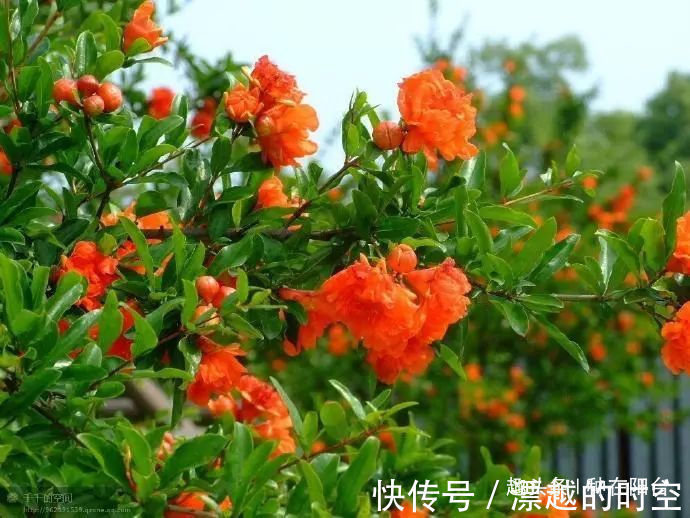 基部|你家盆景石榴不开花、不结果别急,一把剪刀就能解决!