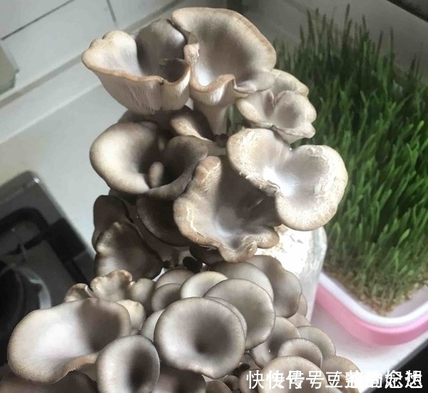 炸蘑菇时，直接用面粉或淀粉就下锅炸了？错！大厨教你正确做法