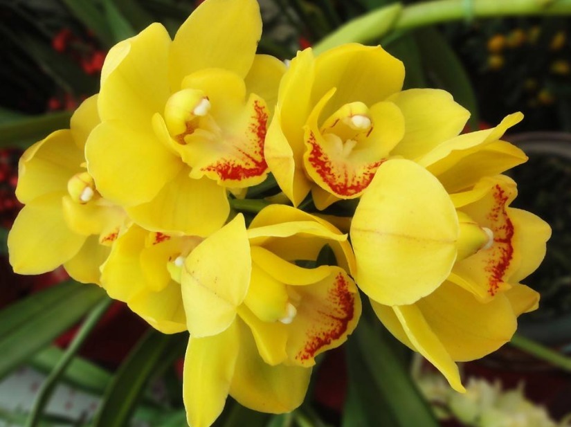 最美5种“兰花”，个个都“惊艳”，年年花开上百朵，你最爱哪种