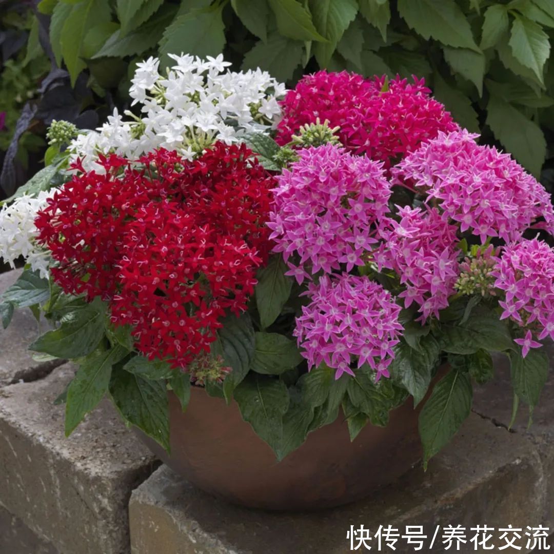 耐热耐晒的4种观赏盆栽,花量丰富,大多可四季不停开花