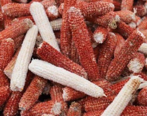 玉米芯|中国人丢掉的垃圾,在国外却是“顶级食材”,中国吃货失策了