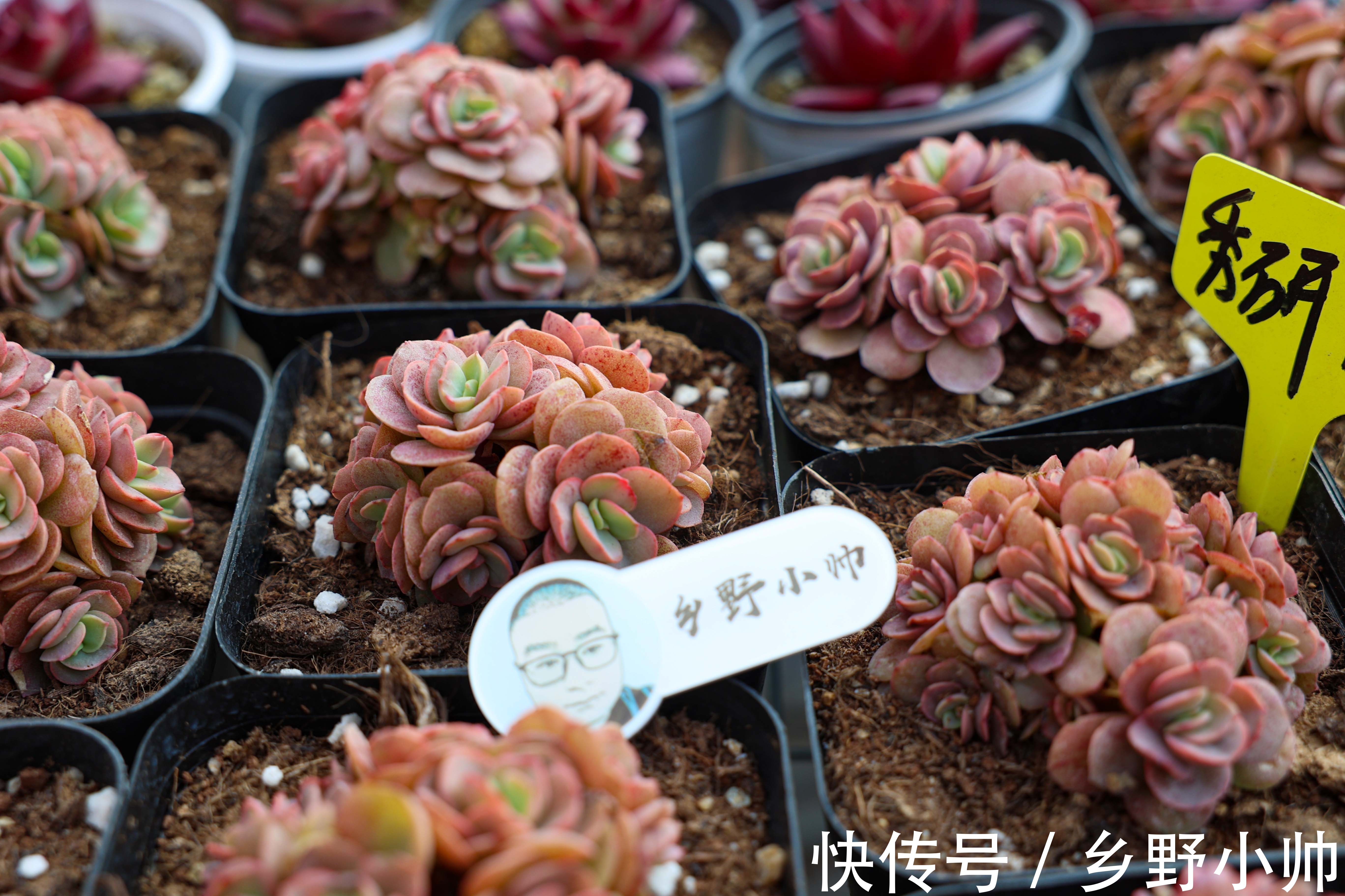 多肉植物不发根?所有的现象都是有原因的,看看你中招了没