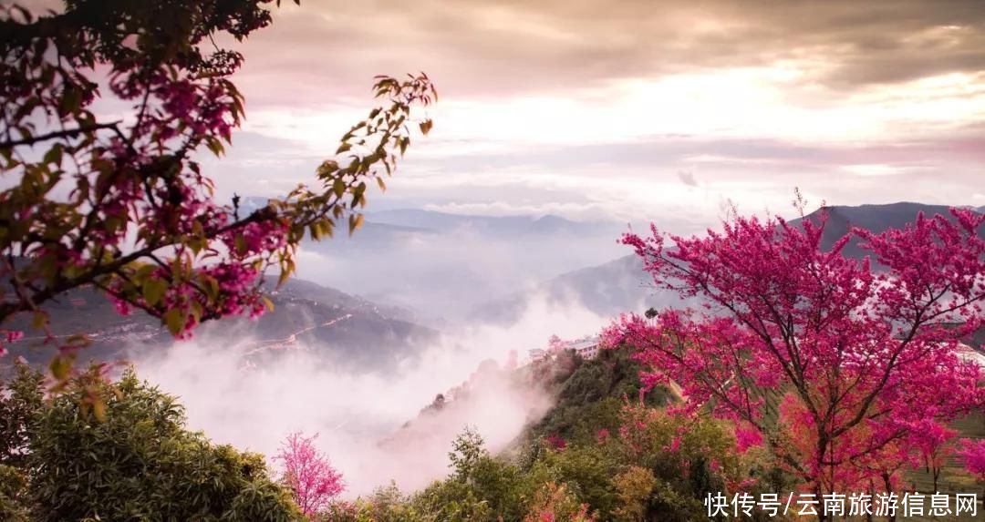 樱花|无量山2000亩的樱花开了，等你来