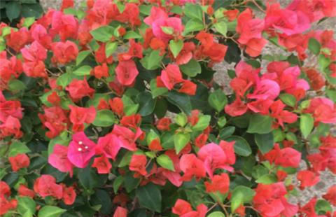 三角梅不开花,夏天“虐一虐”,花芽直冒,盆盆开满花