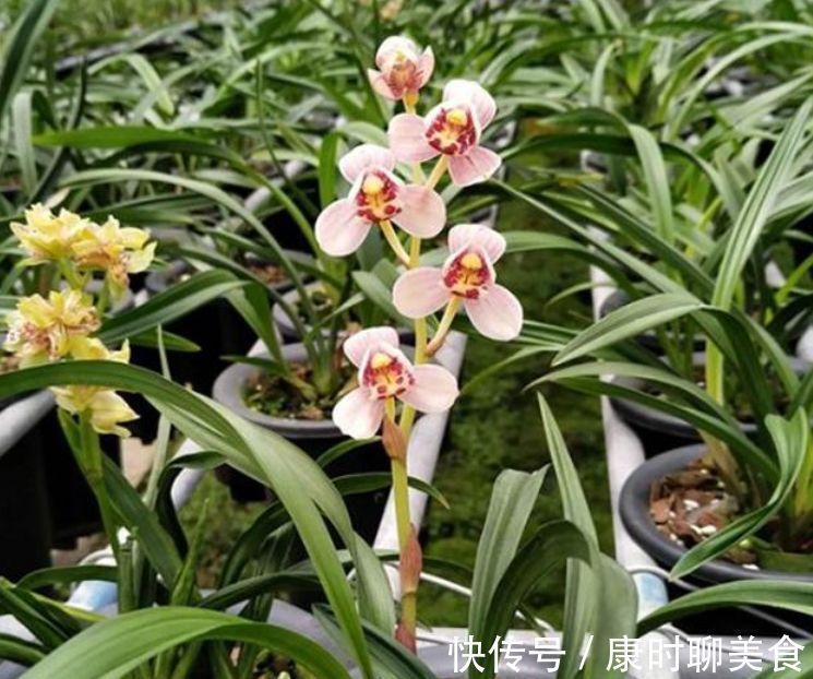 兰花|出门随手捡“3物”回来,丢兰花盆里,营养又透气,不烂根开花多