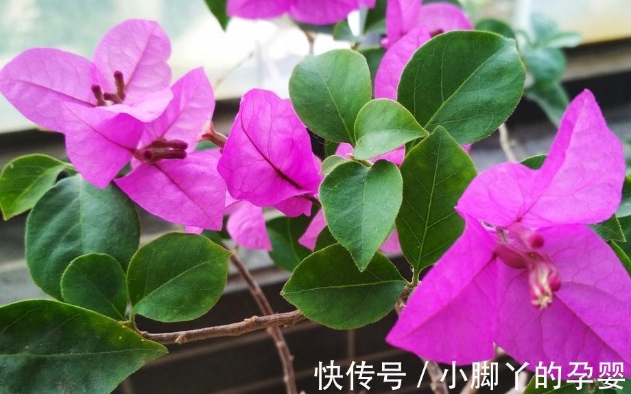 三角梅播种繁殖太麻烦,不如拿点枝条来扦插,学会这6点成活率高