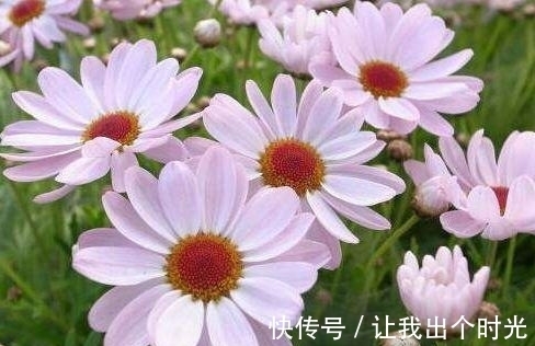 养花就养此款,花期长开花艳丽,一次开花上百朵,开花烂漫迷人