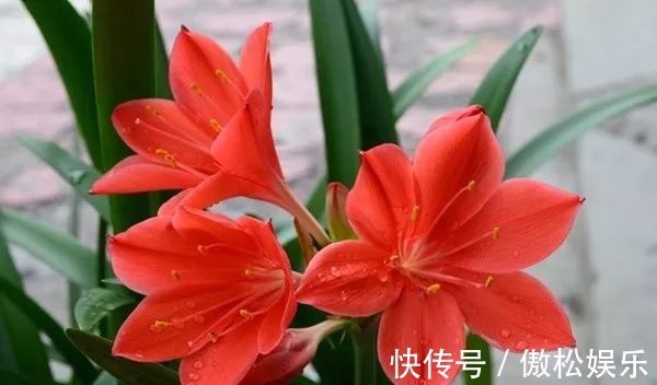 朱顶红光长叶子不开花,做好这6点,轻松开爆盆!