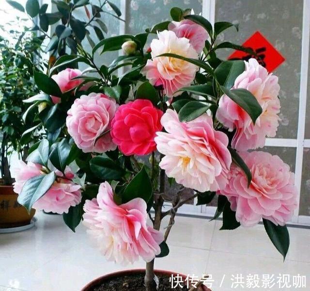 茶花生长，四季有“规律”，秋天这样养，花苞巴掌大，砰砰开大花