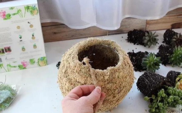 室内绿植种花不用盆,揉一个小球吊起来就让家里美翻