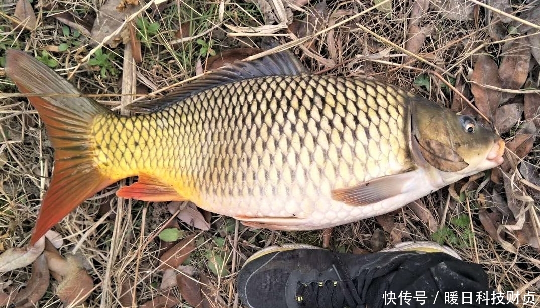 鱼类|夏天下暴雨，水变浑浊怎样钓鱼？注意几个方面细节，大鱼爆竿不停