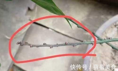 救治梅花枯枝病,做好几点就够了,快来了解一下