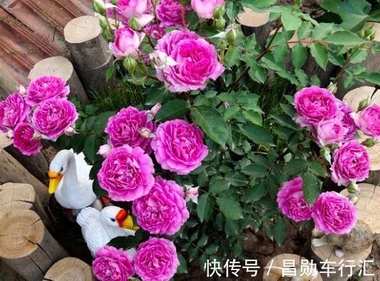 园丁在修剪绿化带里的月季？抓紧捡回家，按这3步扦插育苗