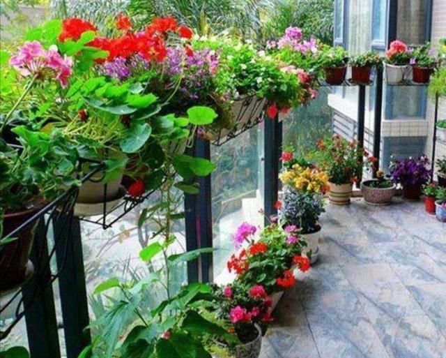 方法|喜欢养花,家里4种“垃圾”不要扔,用来养花长得旺,开花艳