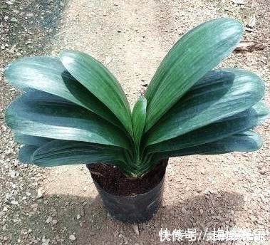 无花果树|六种“冻不死”植物,沾土既活,放在家里满屋香!身体还会更健康