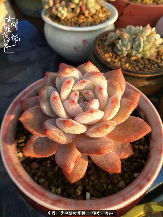 养多肉近四年,一路的走来,阳光总在风雨后!