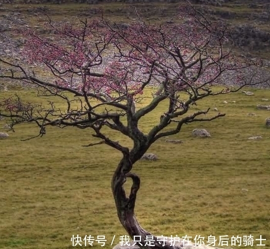 贫瘠|最坚强的大树,贫瘠不算什么,就算是石头也挡不住我的不屈