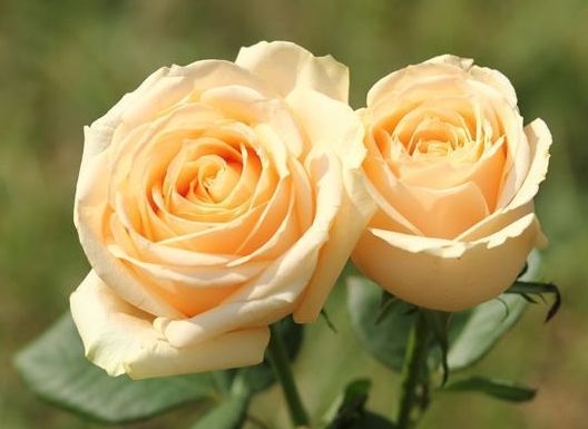 喜欢菊花，不如养盆“精品玫瑰”蜜桃雪山，花开金灿灿，青春阳光