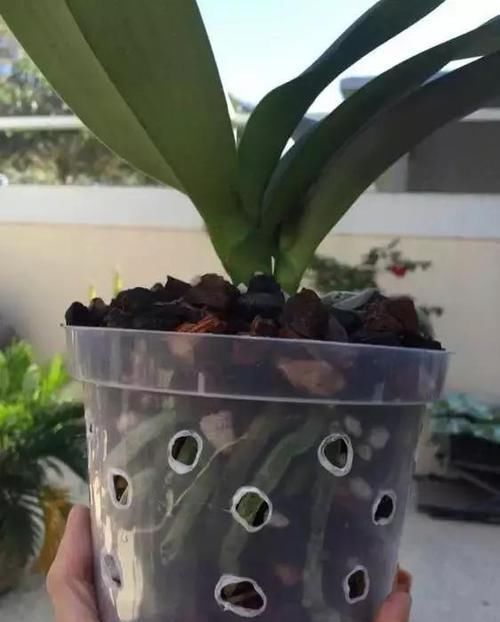 刚买回家的蝴蝶兰,教你几招,就可以轻松根旺、叶绿、开花多