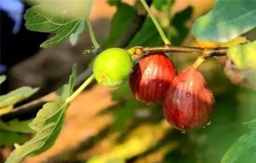 维生素b|女性不想长皱纹，以下水果要多吃，淡化色斑，延缓衰老，滋养身心