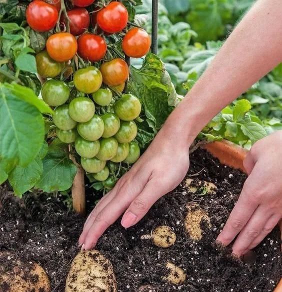 植物|没地种花种菜,没时间浇水几个塑料瓶就能解决,DIY变废为宝
