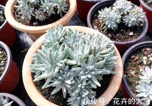 花友|多肉植物色彩斑斓之白色系多肉,祝各位花友百战百胜