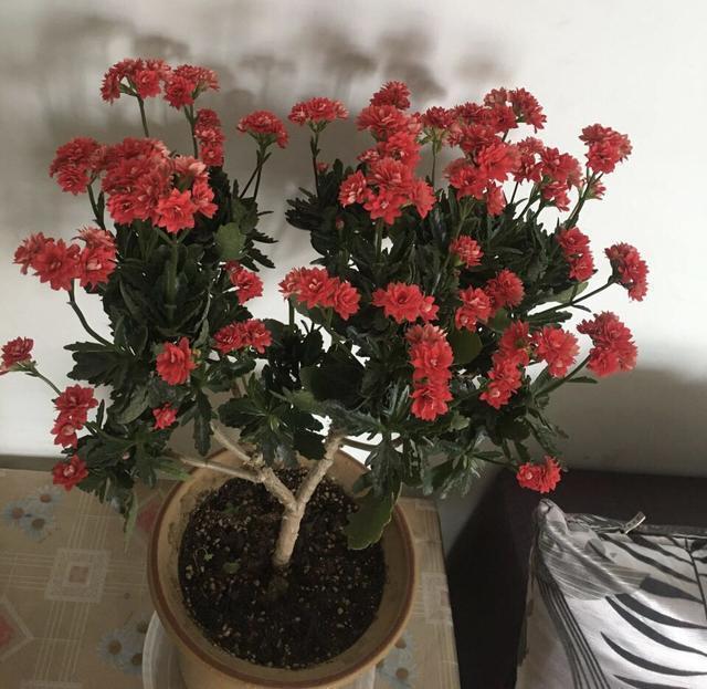 花盆|长寿花养5年,窜到一米八,三枝托九叉,开成花树,震撼全家