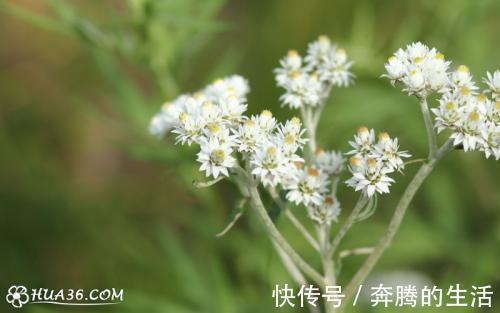 奇效|农村一种野草,过去用来点火,殊不知价值珍贵,治疗止咳有奇效