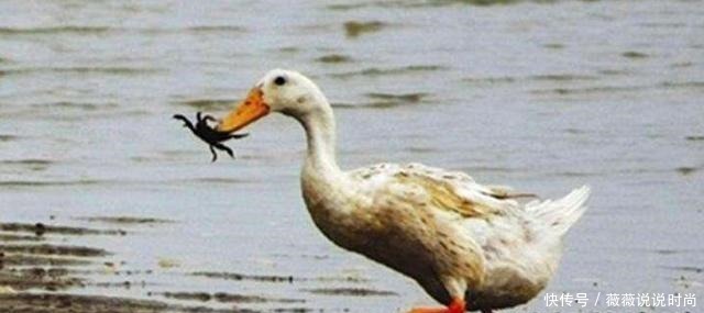 中国令人垂涎的5大特产美食,吃过就难忘,关键还不贵,你尝过没