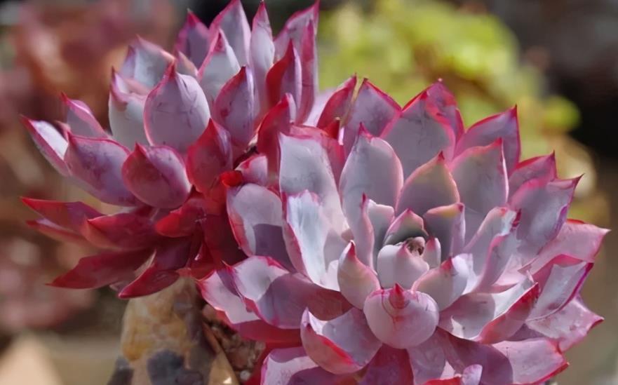 4种漂亮的普货多肉,容易爆崽成老桩,冬天冻一冻,韵味十足