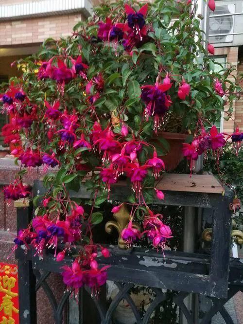 养了一盆花，挂满各种“小花灯”，喜欢春秋天，夏天“度夏死”