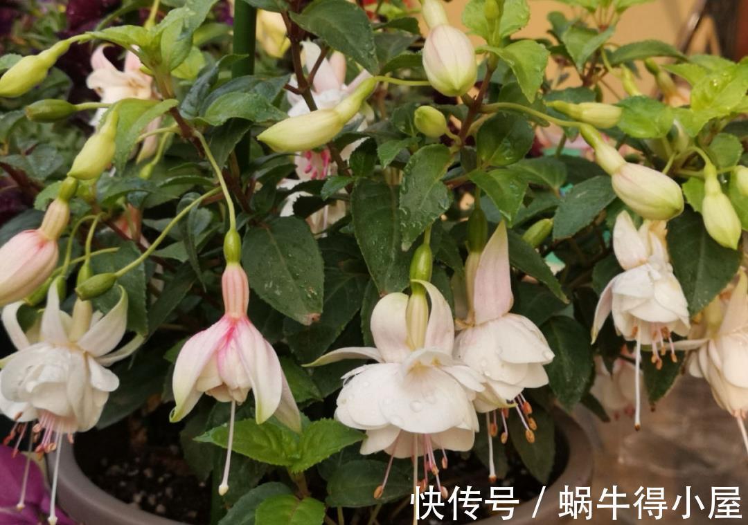 金枝玉叶|30℃以上，10种花就先别养了，买一盆死一盆，别怪我没提醒你