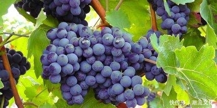 肌肤|夏季上火怎么办?多吃这些水果,清热降火,美容肌肤,你喜欢吃吗