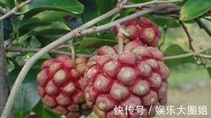 鲜藕汁|很有营养的3种食物，美容养生，延缓衰老，身体棒棒哒