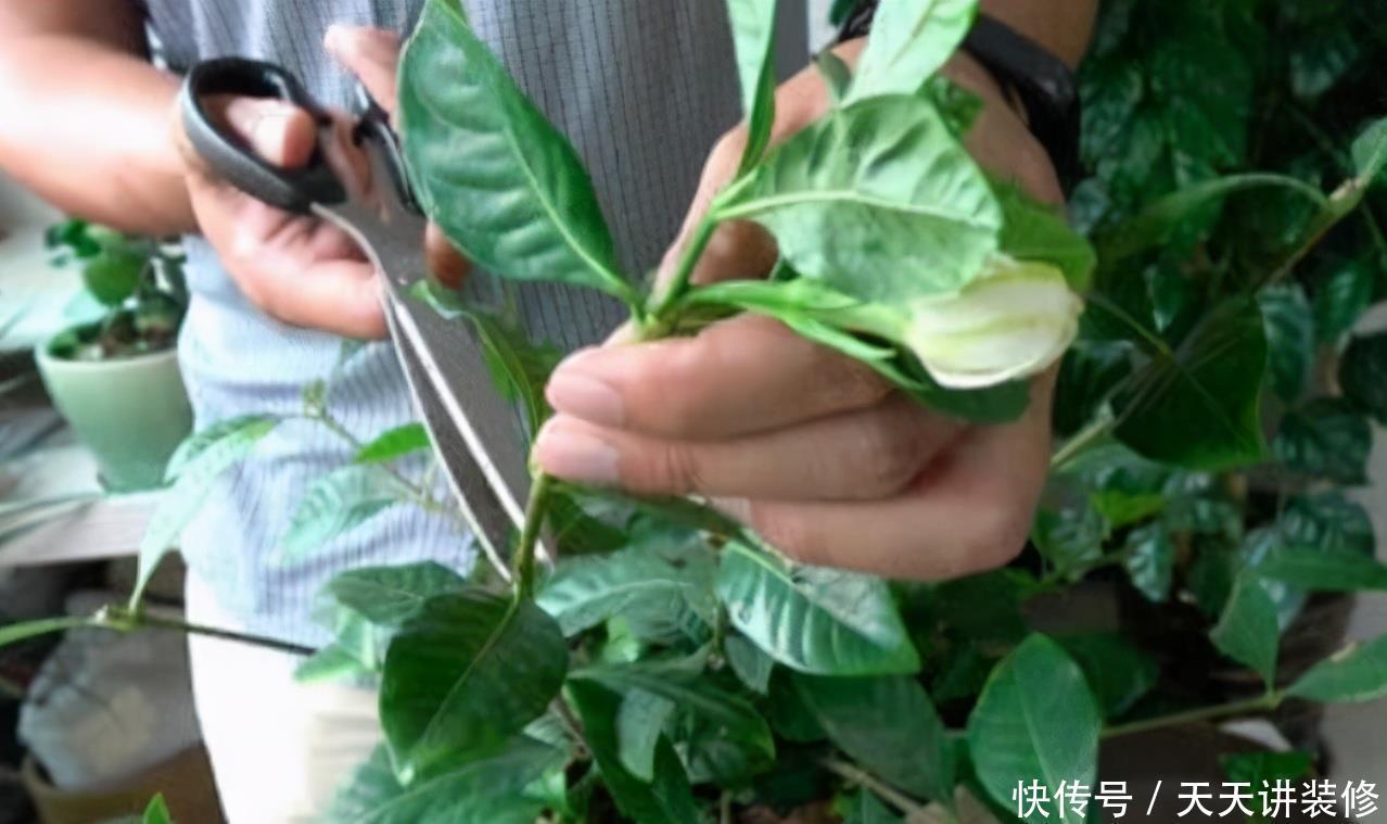 侧芽|5种花,夏天要“狠修剪”,剪的越多,花枝越多,好度夏