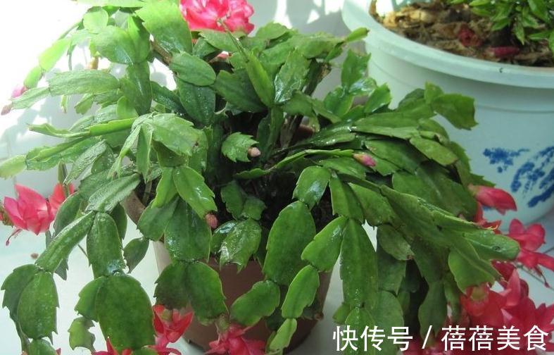 花期中的蟹爪兰该怎么养,注意4点,花期长花色艳