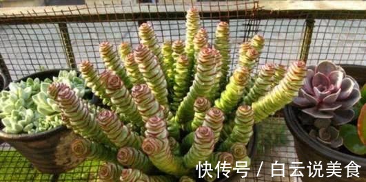 叶子|4种多肉,对待新手很友好,丢土里就能活,一年长成一大群