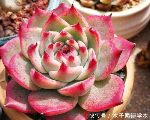 春天养多肉,掌握方法容易出状态,内附养护技巧,适合新手