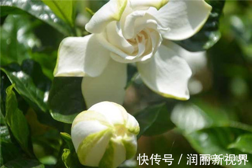 栀子花|栀子花养殖注意事项有哪些发生叶子边缘发黑枯萎的原因是什么