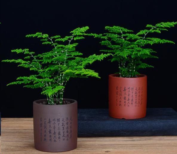 天门冬科|文竹与云竹有什么区别做好这两点,居然发现没区别