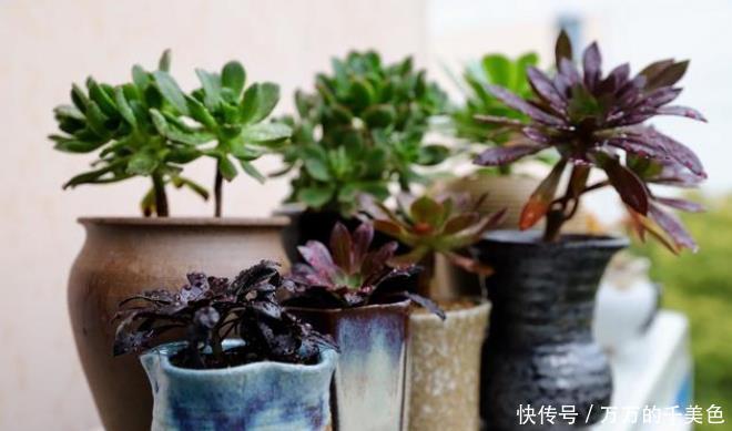 自制一种营养液,比淘米水强10倍,每次浇花用一点,叶子油亮乌黑