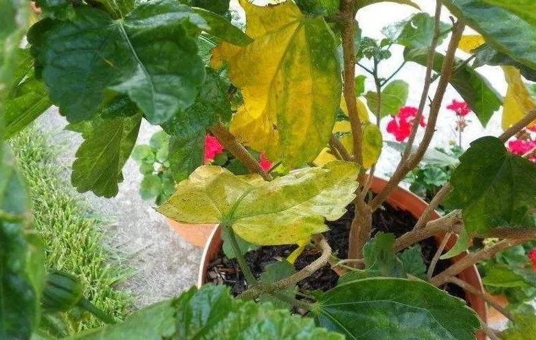 花草黄叶很难治,养花高手教你“几个方法”,轻松能搞定