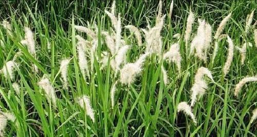 中草药|农村1种奇草,长有白须随风飘摇,茎干无用,但根茎却是宝贝中药