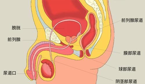 前列腺炎|男性小便时,老出现3个异常,别大意,有可能是前列腺出问题